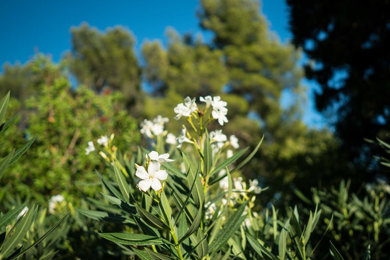 Domaine De Saint Clair Bed & Breakfast Aix-en-Provence Dış mekan fotoğraf